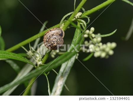 A close-up view of a snail crawling along a grass stalk 132594401