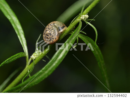 A close-up view of a snail crawling along a grass stalk 132594402
