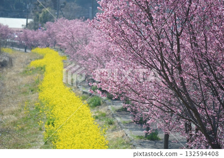 春天，河邊盛開著岡龜櫻花和油菜花。 132594408