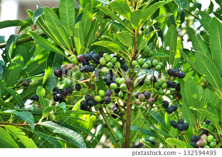 姬月葉樹的果實終於變成了深藍色(秋季,十月) 姬月葉樹的果實終於變成了深藍色(秋季,十月) 132594495