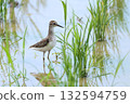 Living creatures, wild birds, skylark sandpiper, about 15cm long. A small sandpiper that likes freshwater, on its journey. In the rice fields of Ishigaki Island 132594759