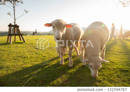 Cute Sheeps in sheep farm in Chiang Rai province of Thailand. Sheep is a farm animal with thick wool that eats grass and is kept for its wool, skin, and meat. 132594767