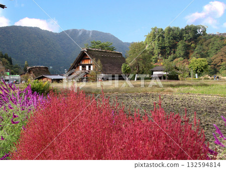 Bright red kochia and Shirakawa-go Gassho village 132594814