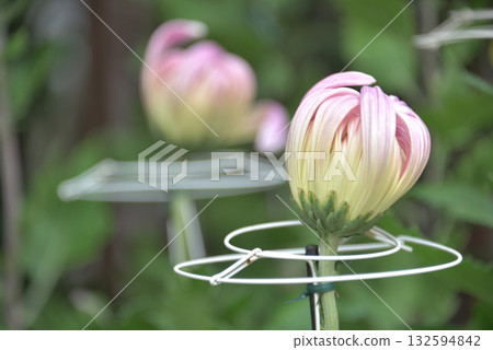 Kikuhana Exhibition 132594842