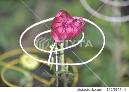 Kikuhana展覽 Kikuhana展覽 132594844