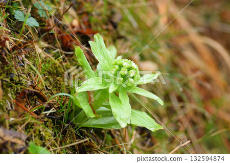 Fukinotou Fukinotou 132594874