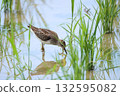 Wildlife - A wild bird, the Eurasian sandpiper, is foraging. It feeds on crustaceans and small insects, and the white line on its back is visible. 132595082