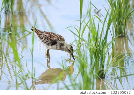 Wildlife - A wild bird, the Eurasian sandpiper, is foraging. It feeds on crustaceans and small insects, and the white line on its back is visible. 132595082