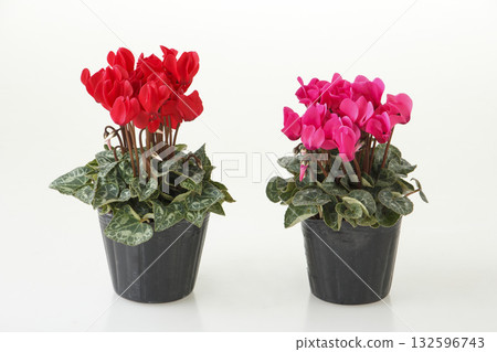 Garden cyclamen 132596743