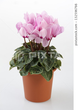 迷你仙客來 132596766