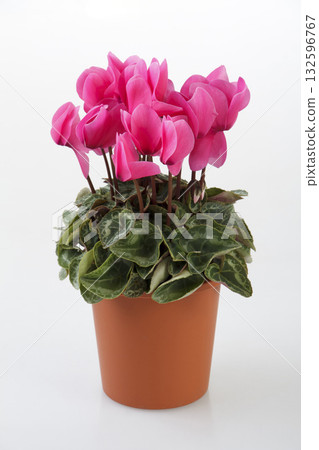 迷你仙客來 132596767