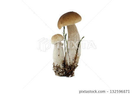 Fresh penny bun mushrooms isolated on white background for culinary use 132596871