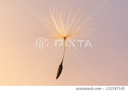 Single dandelion seed floating gently in the air at sunrise, delicate pappus highlighted by the soft golden morning light, AI Generative 132597145