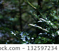 被雪覆蓋的針葉樹 132597234