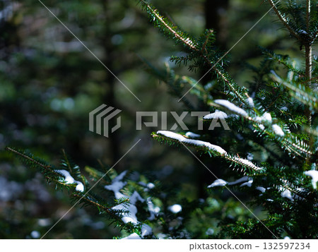Snow-covered coniferous trees Snow-covered coniferous trees 132597234