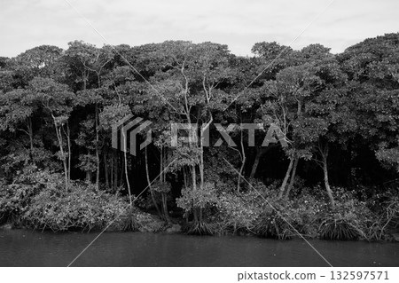 Okinawa mangrove forest in monochrome 3 132597571
