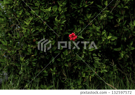 綠葉叢中盛開著木槿花 132597572