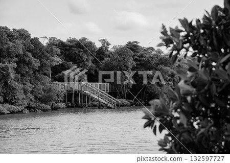Monochrome Promenade in the mangrove forest of Okukubi River, Kin Town 132597727