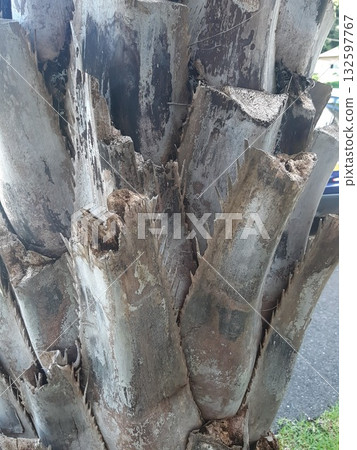 樹幹、樹木、棕櫚樹 132597767