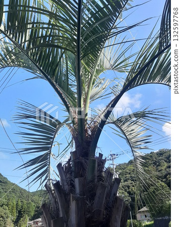 棕櫚樹 綠棕櫚樹 132597768