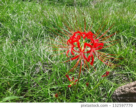 紅蜘蛛百合花 132597770