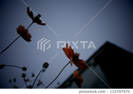 Cosmos extending towards the sky 132597870