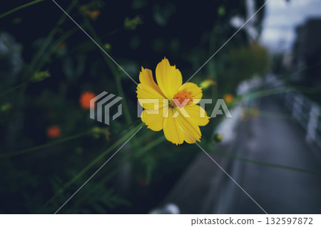 Yellow cosmos blooming on the roadside 132597872