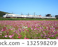 Cosmos field and the 885 series "Sonic" express train (JR Kyushu) 132598209