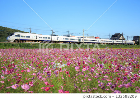 Cosmos field and the 885 series "Sonic" express train (JR Kyushu) 132598209
