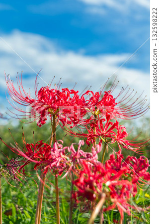 藍天下，簇生朱頂紅花閃閃發光－睦見簇生朱頂紅花林 132598222