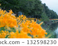 Yellow spider lilies blooming along the river, Hieda River, Takahama City, Aichi Prefecture 132598230