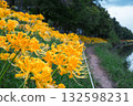Yellow spider lilies blooming on the bank of the Hieda River in Takahama City, Aichi Prefecture 132598231