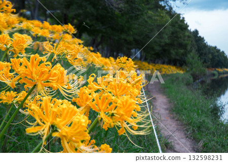 Yellow spider lilies blooming on the bank of the Hieda River in Takahama City, Aichi Prefecture Yellow spider lilies blooming on the bank of the Hieda River in Takahama City, Aichi Prefecture 132598231