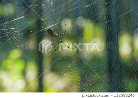 Bamboo Forest Spider Bamboo Forest Spider 132598246