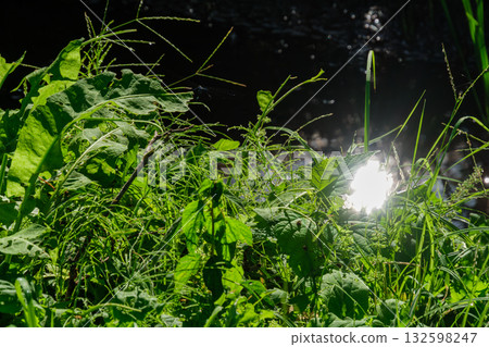 Shining waterside 132598247