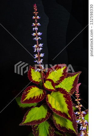 Corius Flower Corius Flower 132598330