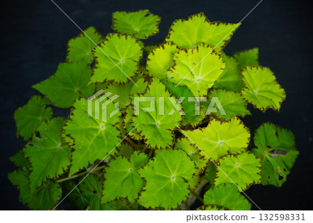 rex begonia leaves 132598331