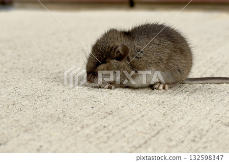 Little brown mouse on concrete surface Little brown mouse on concrete surface 132598347