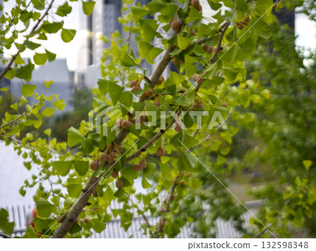 Autumn in the city with ginkgo nuts swaying 132598348
