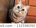 Cat looking up (American Shorthair) 132598392