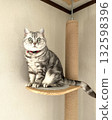 American shorthair cat sitting on a cat tower 132598396