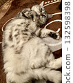 Relaxed American shorthair cat lying down 132598398