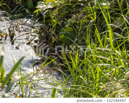 晨露濕潤的水邊植物 132598407
