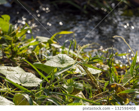晨露濕潤的水邊植物 132598408
