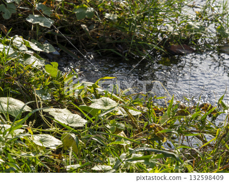 晨露濕潤的水邊植物 晨露濕潤的水邊植物 132598409