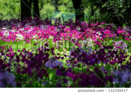 Japanese primrose is a native of Japan, with its brightly colored flowers, a testament to the beauty of natural art. Japanese primrose is a native of Japan, with its brightly colored flowers, a testament to the beauty of natural art. 132598417