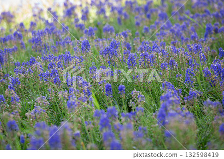 Muscari Blooms in Sunlight: A captivating display of vibrant muscari flowers flourishes in a sunlit meadow, their delicate blue hues dancing in the gentle breeze. Muscari Blooms in Sunlight: A captivating display of vibrant muscari flowers flourishes in a sunlit meadow, their delicate blue hues dancing in the gentle breeze. 132598419