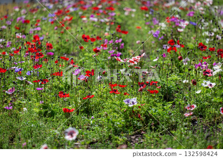Colorful field of red poppies blooming under a bright blue sky 132598424