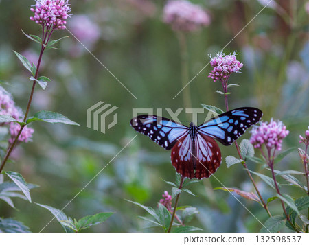A chestnut butterfly came to the Fujibakama flower at Higashi Mikawa Furusato Park in Toyokawa City. A chestnut butterfly came to the Fujibakama flower at Higashi Mikawa Furusato Park in Toyokawa City. 132598537