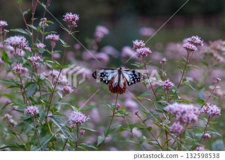 一隻栗色蝴蝶來到了豐川市東三河故裡公園的藤葉花前。 132598538